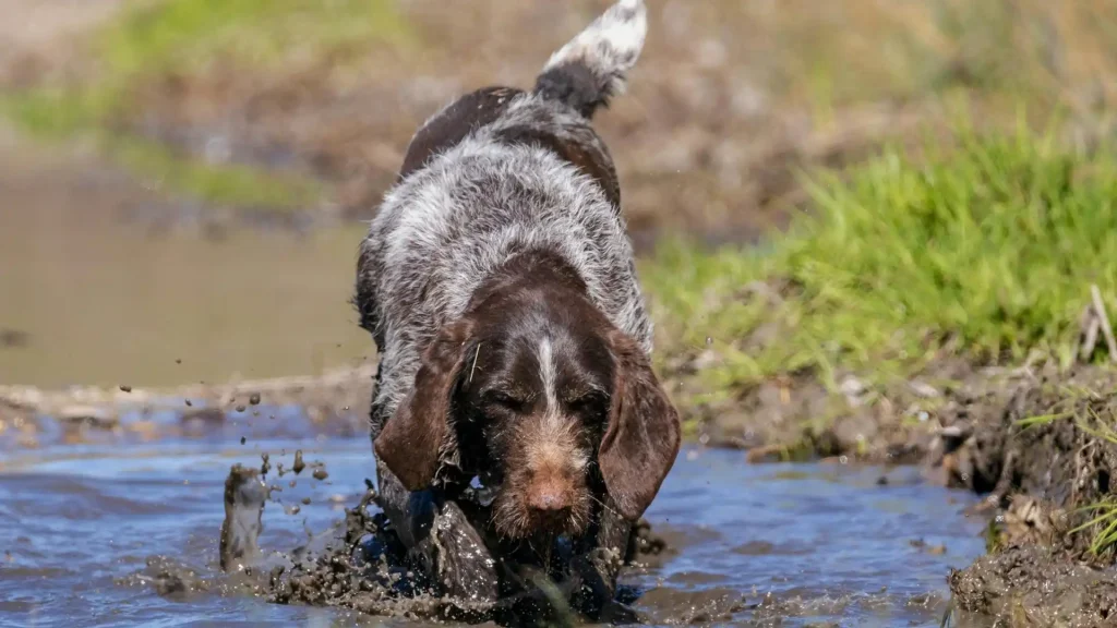 Small Munsterlander Dog photo