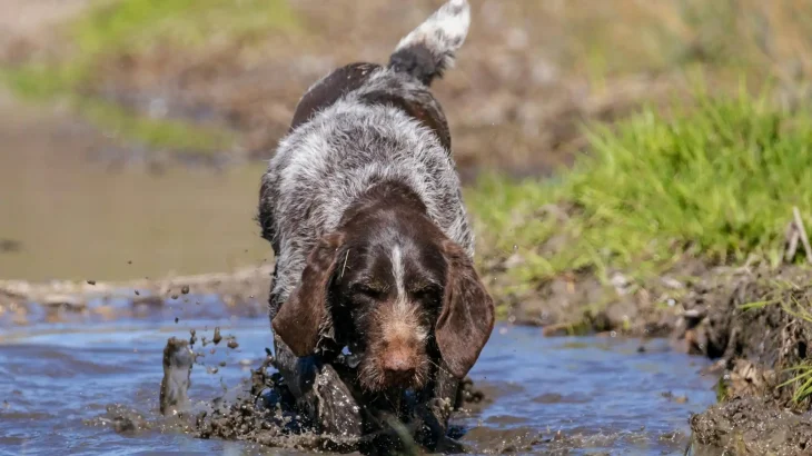 Small Munsterlander Dog photo
