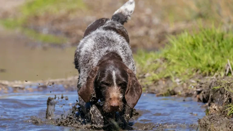 Small Munsterlander Dog photo