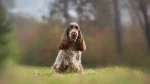 Small Munsterlander Dog photo