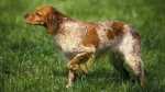 Small Munsterlander Dog photo