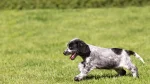 Small Munsterlander Dog photo
