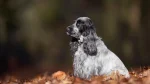 Small Munsterlander Dog photo