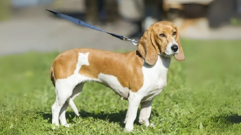 Small Swiss Hound Dog photo