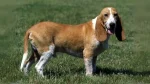 Small Swiss Hound Dog photo