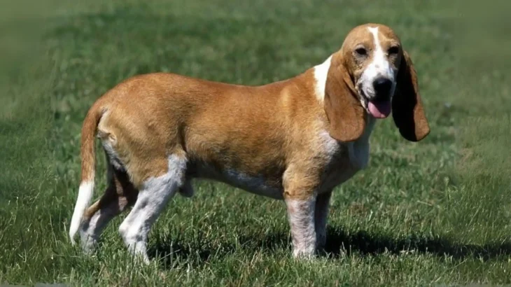 Small Swiss Hound Dog photo