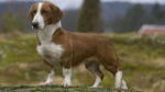 Small Swiss Hound Dog photo