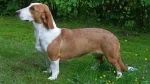 Small Swiss Hound Dog photo