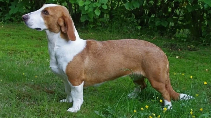 Small Swiss Hound Dog photo
