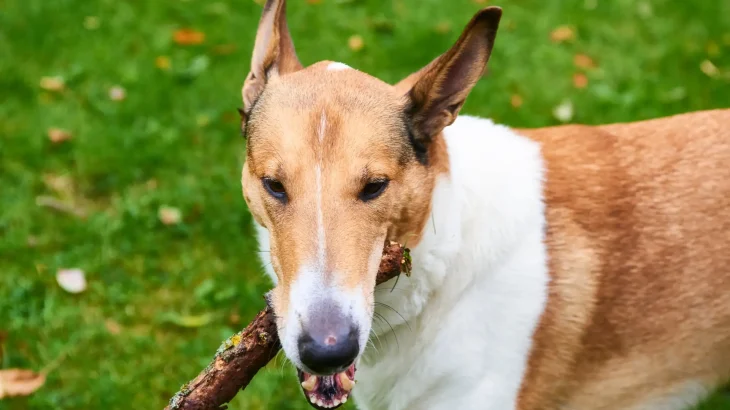 Smooth Collie Dog photo