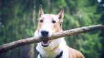 Smooth Collie Dog photo