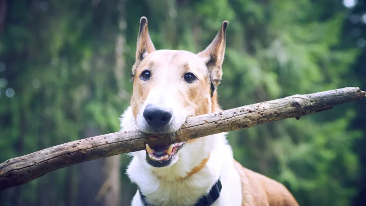 Smooth Collie Dog photo
