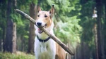 Smooth Collie Dog photo
