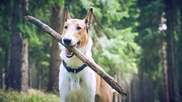 Smooth Collie Dog photo