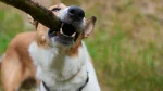 Smooth Collie Dog photo