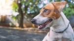 Smooth Collie Dog photo