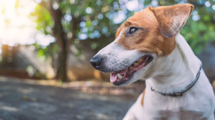 Smooth Collie Dog photo