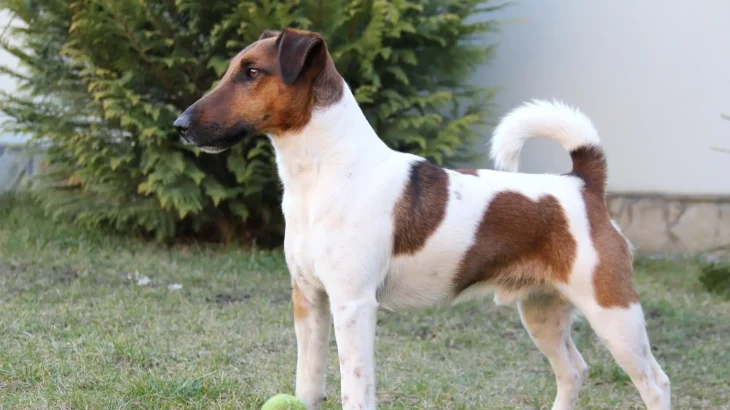 Smooth Fox Terrier Dog photo