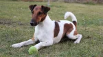 Smooth Fox Terrier Dog photo