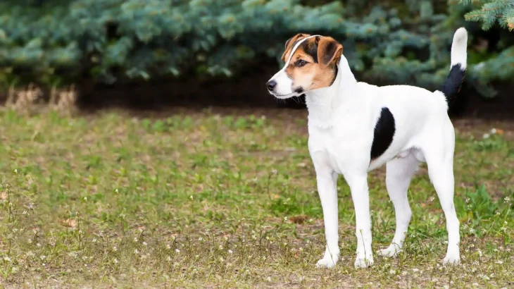 Smooth Fox Terrier Dog photo