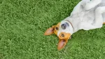 Smooth Fox Terrier Dog photo