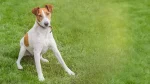 Smooth Fox Terrier Dog photo