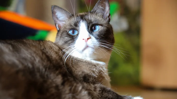 Snowshoe Cat photo