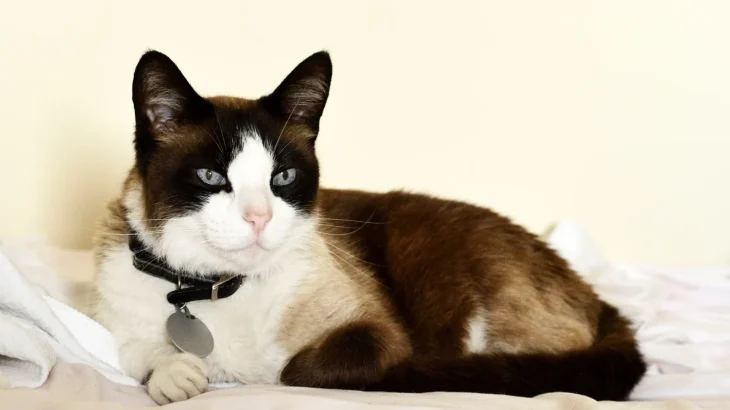 Snowshoe Cat photo