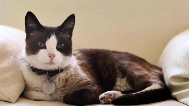 Snowshoe Cat photo