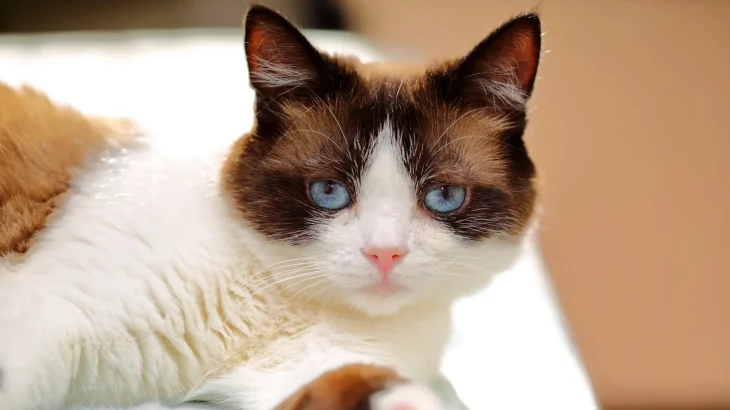 Snowshoe Cat photo