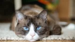 Snowshoe Cat photo