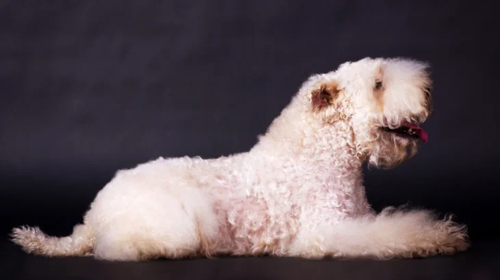 Soft Coated Wheaten Terrier Dog photo