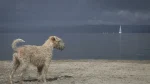 Soft Coated Wheaten Terrier Dog photo