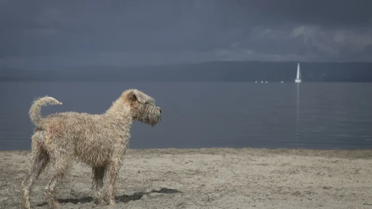 Soft Coated Wheaten Terrier Dog photo