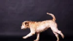 Soft Coated Wheaten Terrier Dog photo