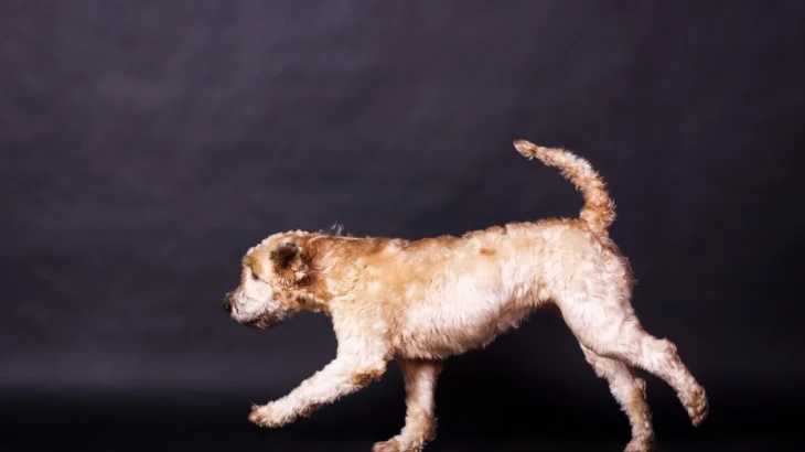 Soft Coated Wheaten Terrier Dog photo