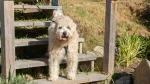 Soft Coated Wheaten Terrier Dog photo