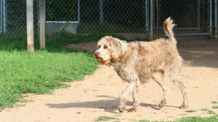 Soft Coated Wheaten Terrier Dog photo