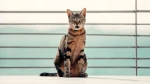 Sokoke Cat photo