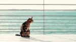 Sokoke Cat photo