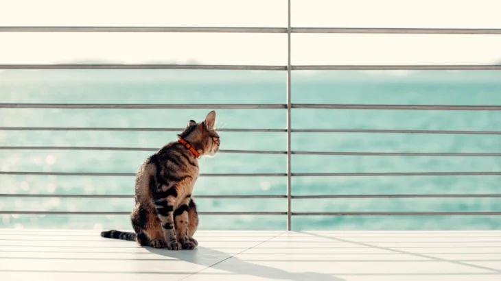 Sokoke Cat photo