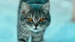 Sokoke Cat photo
