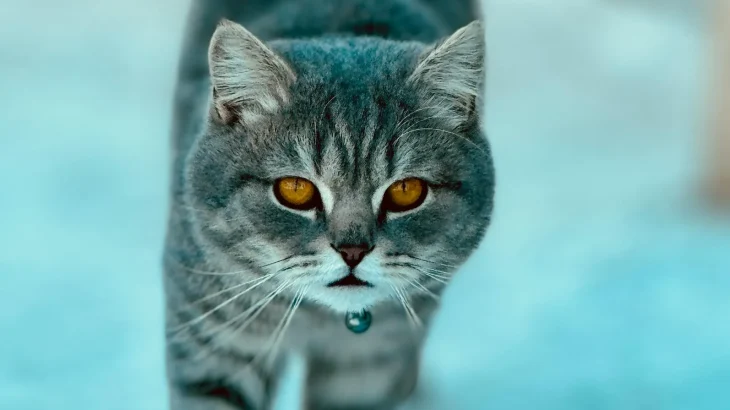 Sokoke Cat photo