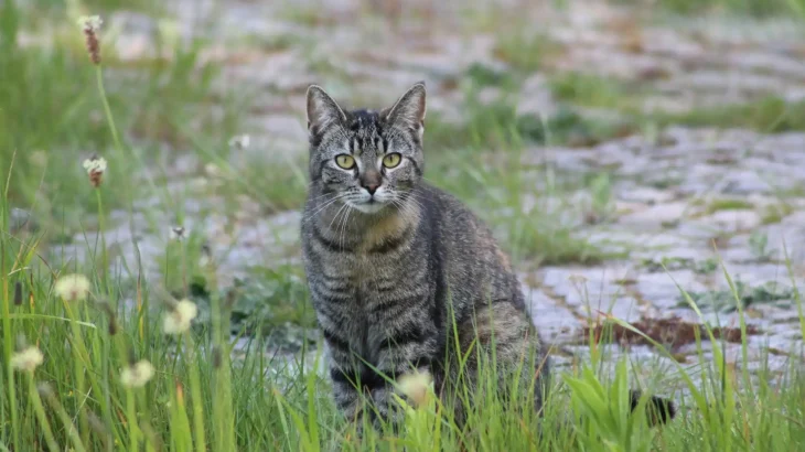 Sokoke Cat photo