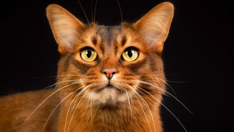 Somalijski Cat photo