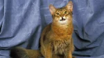 Somalijski Cat photo