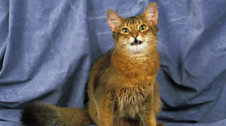 Somalijski Cat photo