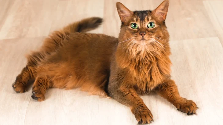 Somalijski Cat photo