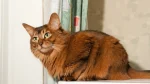 Somalijski Cat photo
