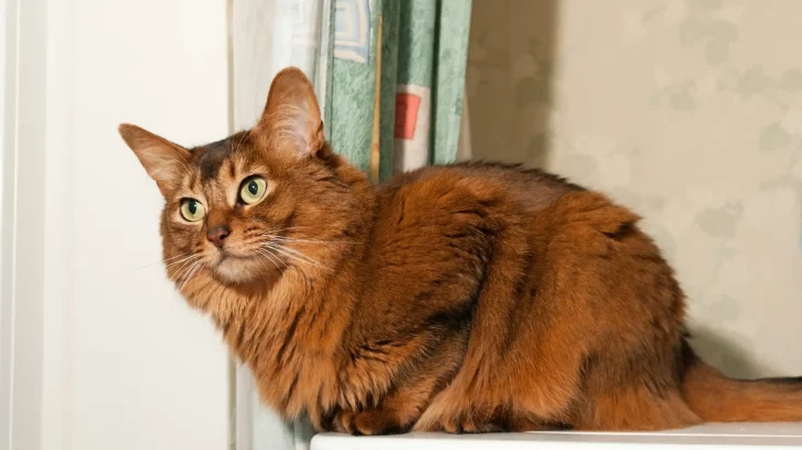 Somalijski Cat photo